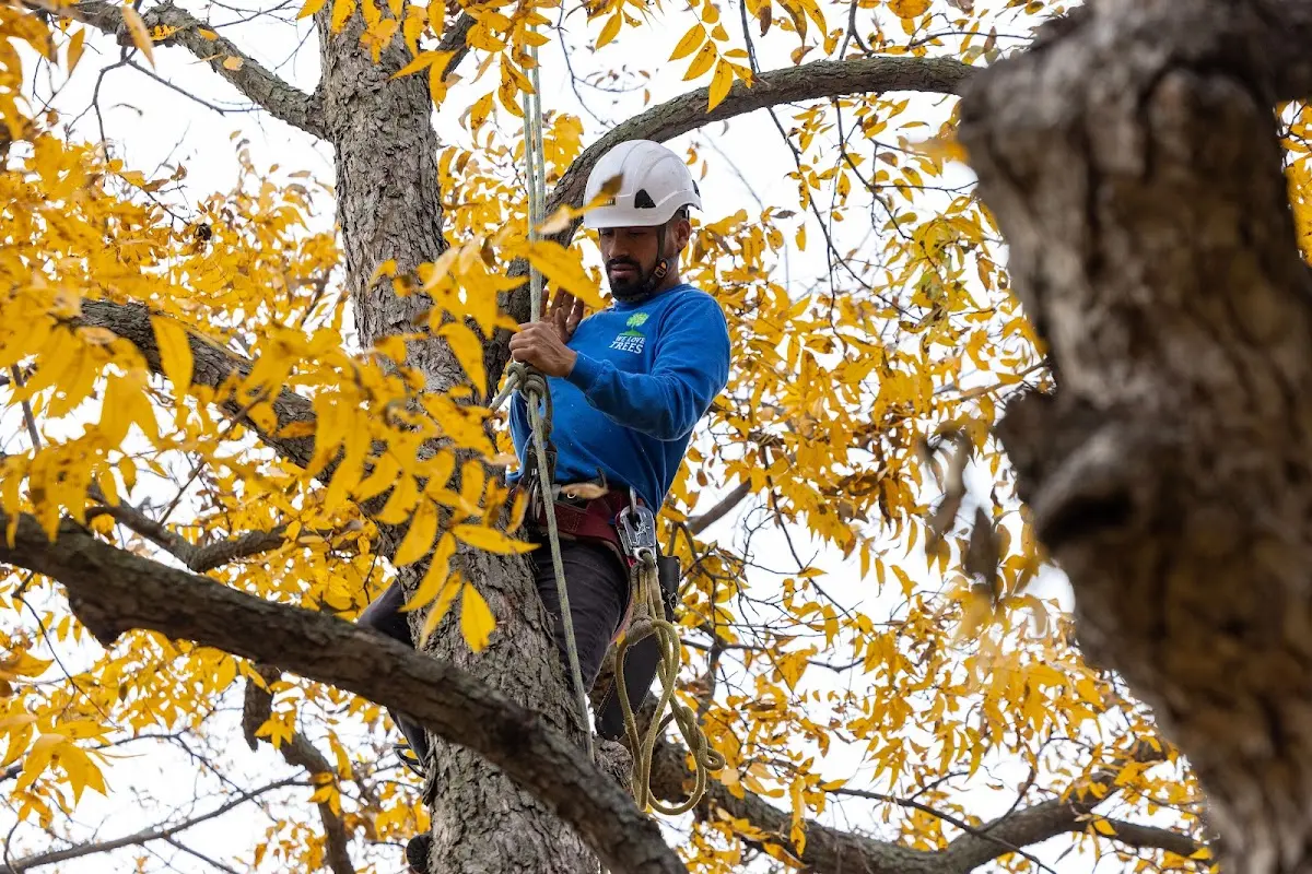 Skilled Tree Planting crew working in Millersville